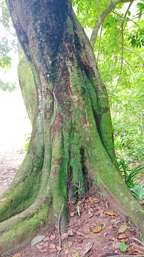 Large tree trunk and roots in a lush tropical forest Stock Footage 346273301