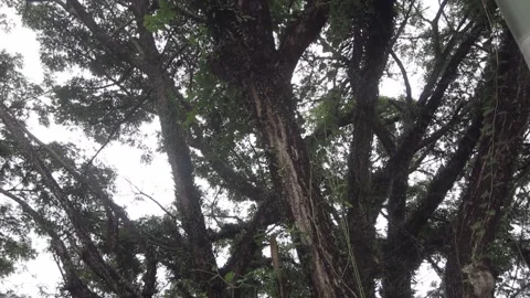 Large tree trunk and spreading branches with green leaves against sky Video stock 205542547