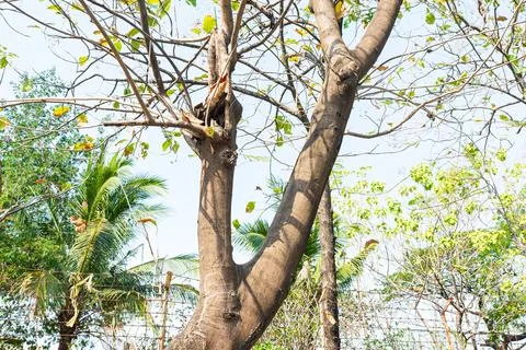 Large tree trunk with bare branches and sparse green leaves against a brigh.. Stock Photos