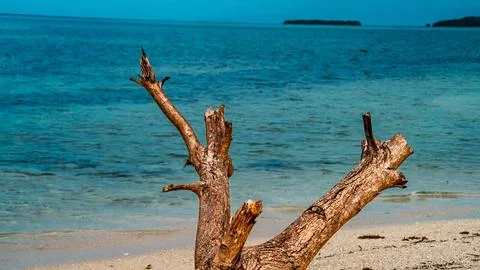 A large tree trunk is on the beach, with the ocean in the background Stock Photos