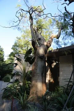 A large tree with a trunk that is bent and twisted Stock Photos
