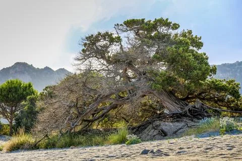 A large tree with a trunk that is bent and twisted Stock Photos