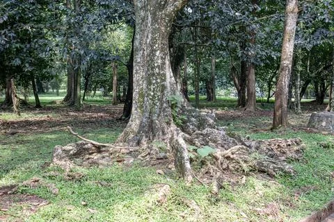 Large tree trunk with buttress roots in shaded woodland Stock Photos