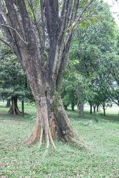 Large tree trunk with buttress roots on a green meadow.. Stock Photos