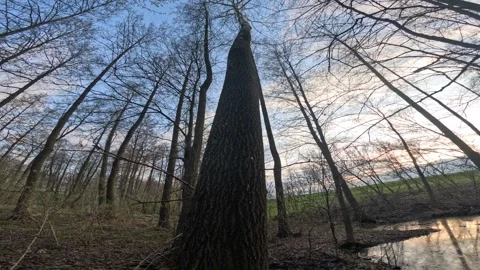 Large tree trunk chewed by a beaver in spring forest near river Stock Footage 332865758