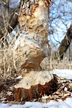 Large tree trunk chewed up by beaver Stock Photos