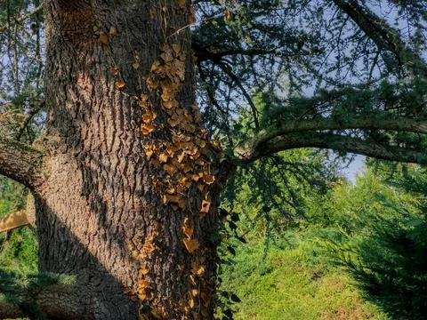 A large tree trunk covered with bark and leaves under clear skies in a lush.. Stock Photos
