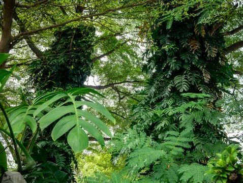 Large tree trunk covered with green climbing tropical plants and vines in p.. Stock Photos