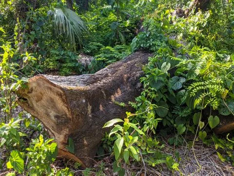 Large tree trunk covered in leaves Stock Photos