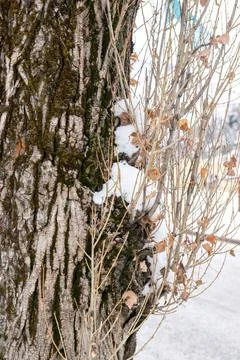 Large tree trunk covered with snow in winter Stock Photos