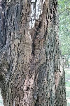Large Tree Trunk with Cracked Bark Texture and Natural Detail Stock Photos