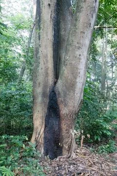 Large Tree Trunk with Dark Scar in a Tropical Forest Stock Photos