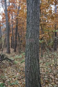 Large tree trunk dividing autumn forest scene Stock Photos