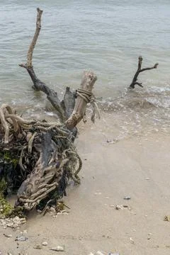 Large tree trunk is floating in the ocean Foto stock
