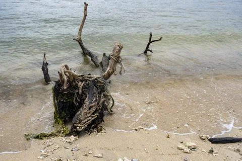 Large tree trunk is floating in the ocean Stock-Fotos