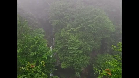 A large tree trunk that. Stock Footage 282790341