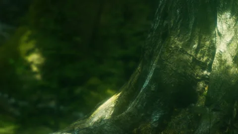 Large tree trunk in a forest with sunlight shining through the leaves Stock Footage 340997933