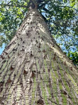 Large tree trunk full of thorns Stock Photos