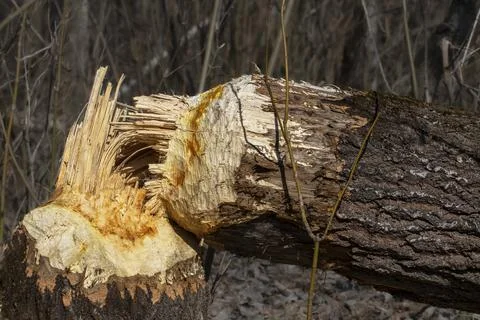A large tree trunk gnawed by beavers.Beavers build a dam by the river in th.. Fotos Stock