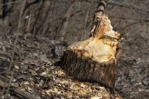 A large tree trunk gnawed by beavers.Beavers build a dam by the river in th.. Stock Photos