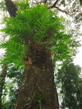 Large tree trunk with green foliage and ferns botanical woodland parasitic Stock Photos
