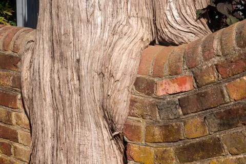 Large tree trunk growing around both sides of a brick garden wall 写真素材