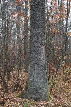Large tree trunk growing in autumn forest Stock Photos