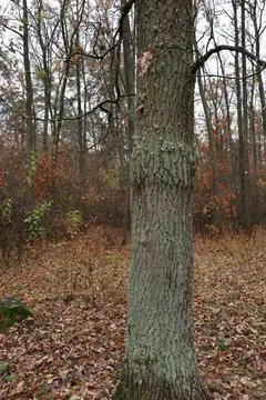 Large tree trunk growing in forest during autumn season Stock Photos