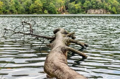 A Large Tree Trunk has Fallen in the Water at Plitvice Lakes National Park Stock Photos
