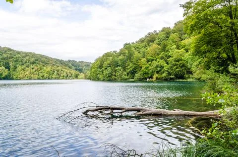 A Large Tree Trunk has Fallen and Floats at the Edge of a Lake in Plitvice Lakes Stock Photos