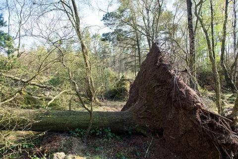 A large tree trunk has fallen in a forest Foto stock