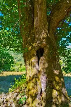 Large tree trunk with hole growing in green landscape Stock Photos