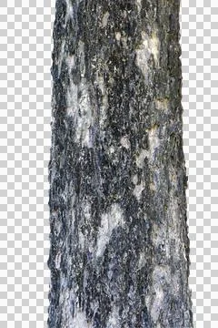 Large tree trunk isolated on white background.Selection focus. Stock Photos