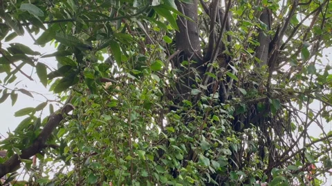 Large tree trunk with lush green foliage and vines Stock Footage 346560762