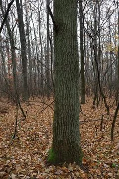 Large tree trunk lying on the forest floor covered with fallen leaves Stock Photos