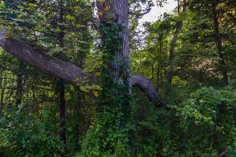 A large tree trunk in the middle of the forest. Foto stock