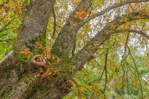 Large tree trunk with moss and autumn leaves on branches against cloudy sky.. Stock Photos