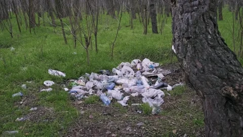 Large Tree Trunk Next to Pile of Plastic Garbage in Forest Stock Footage 322108745