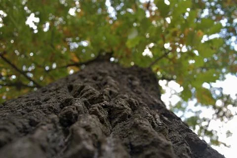 Large tree trunk, oak close-up, tree bark close, green oak leaves Stock Photos