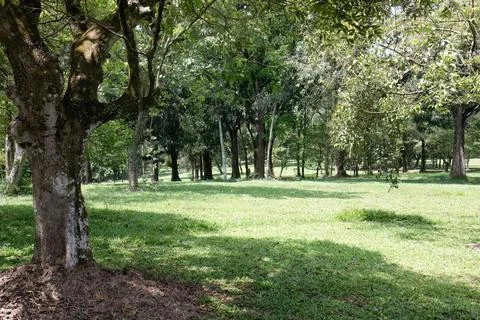 Large Tree Trunk in Open Grassy Woodland Park Stock Photos