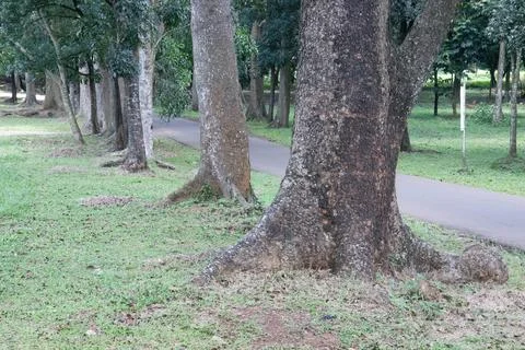 Large Tree Trunk by Park Path with Green Grass Stock Photos