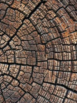 A large tree trunk. Fotos Stock