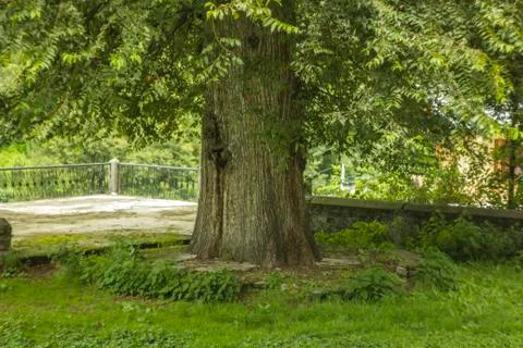Large tree trunk Stock Photos