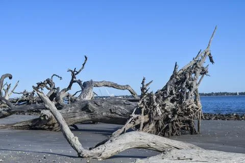 Large tree trunk Stock Photos