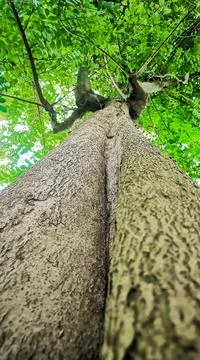 Large tree trunk Stock Photos