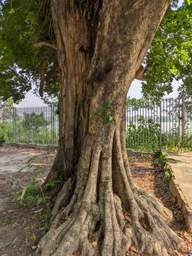 Large tree trunk Stock Photos