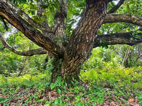 A large tree trunk Stock Photos