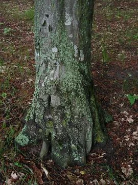 Large tree trunk Stock Photos