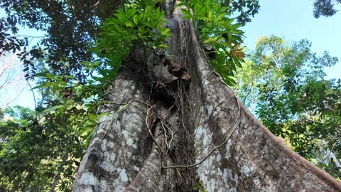 A large tree trunk with plant growing on it 스톡 동영상 325823669