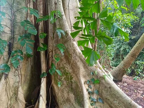 Large tree trunk with prominent supporting roots. Stock Photos